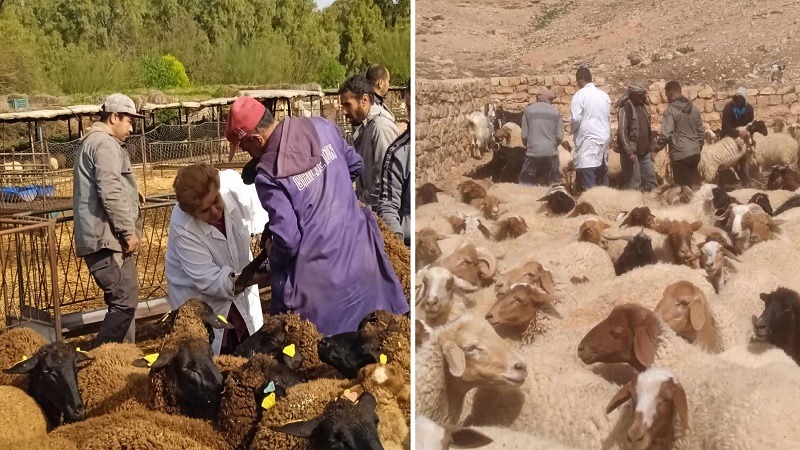 القصرين: حملات تلقيح الأغنام والأبقار فرصة لتحيين المعطيات وتحديث الأهداف للسنوات المقبلة (مندوببة الفلاحة)