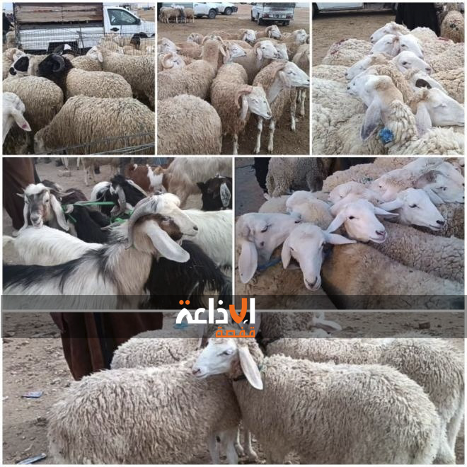 القصرين : حملة توعوية و تحسيسية لاحترام الشروط الصحية عند شراء الاضاحي