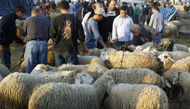 Abattage rituel : "Une opération rapide et propre", rappelle le vétérinaire Kheireddine Makhlouf