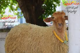  أجواء أيام عيد الأضحى  لهذه السنة تمتزج مع فترة امتحانات البكالوريا للدورة الرئيسية