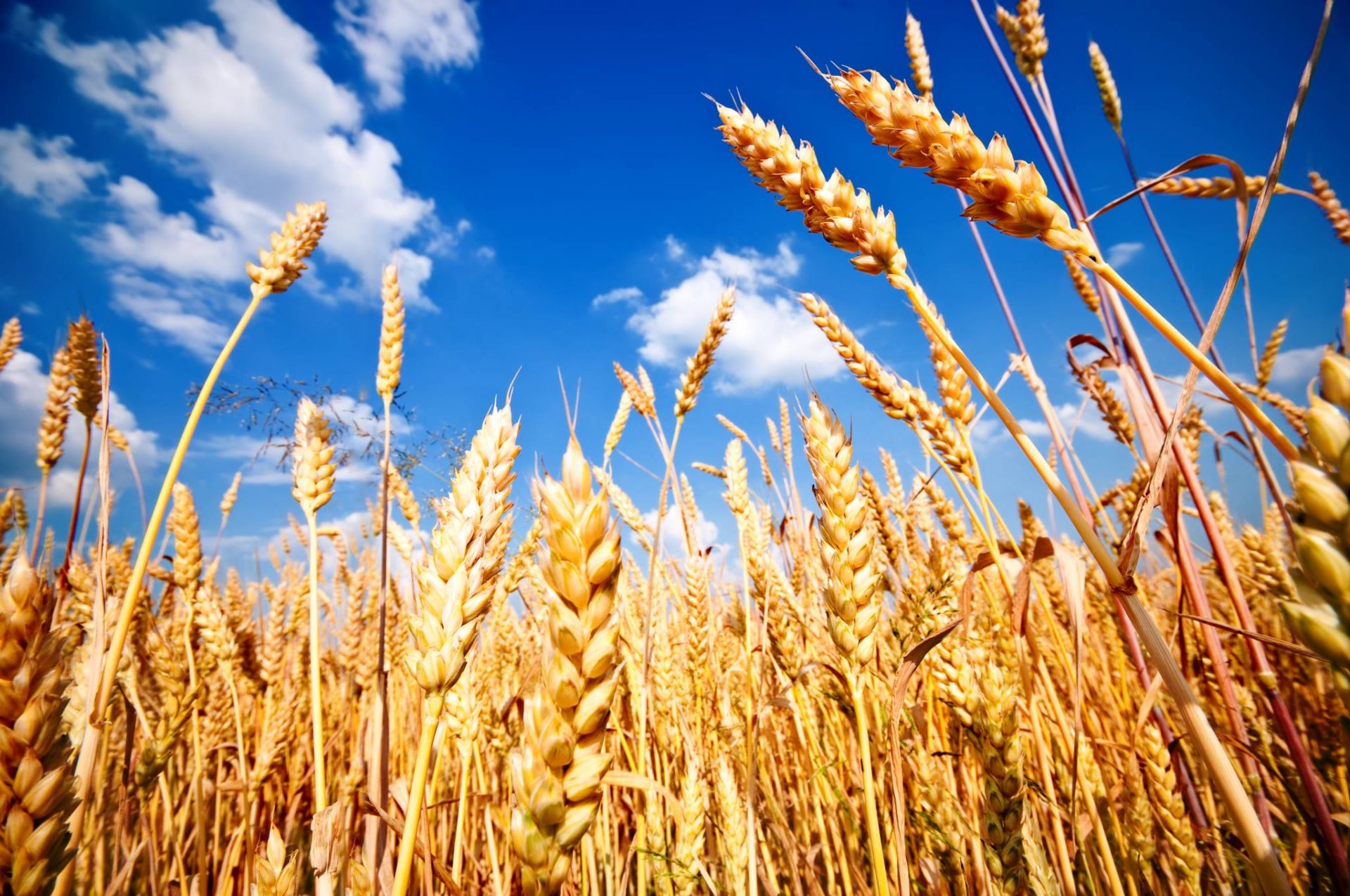 Récolte Céréalière : Objectif de 20 millions de quintaux cette saison
