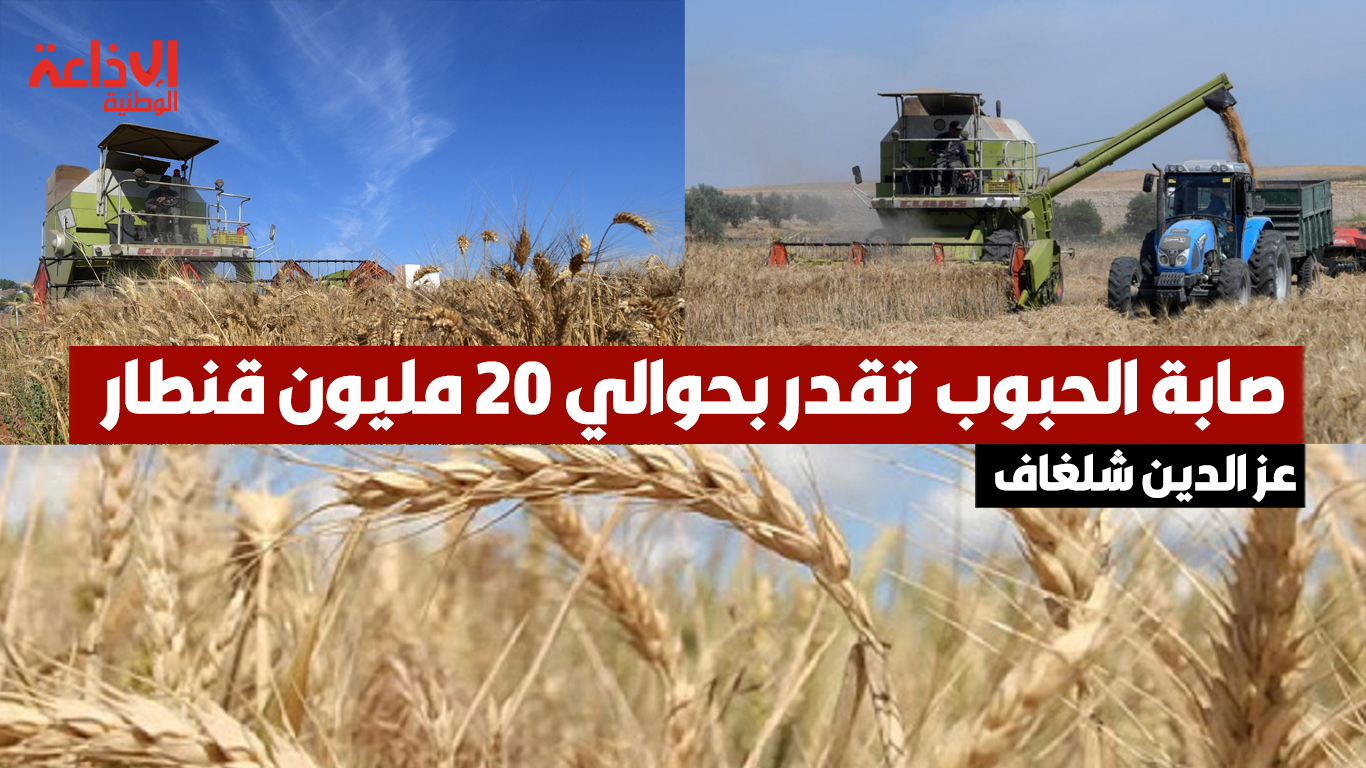 مدیر عام الإنتاج الفلاحي بوزارة الفلاحة عز الدین شلغاف: صابة الحبوب لهذا الموسم تقدر بحوالي 20 مليون قنطار