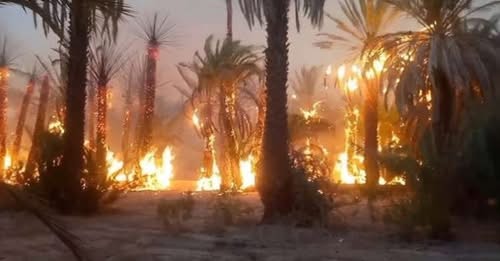توزر: حريق بواحة توزر القديمة يأتي على حوالي 300 من أصول النخيل