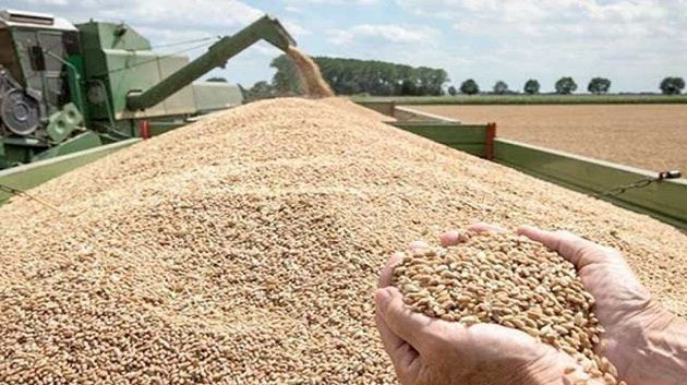 وزير الفلاحة: تزايد الإعتماد على التوريد الخارجي للحبوب مازال يشكل تحديا كبيرا لتونس