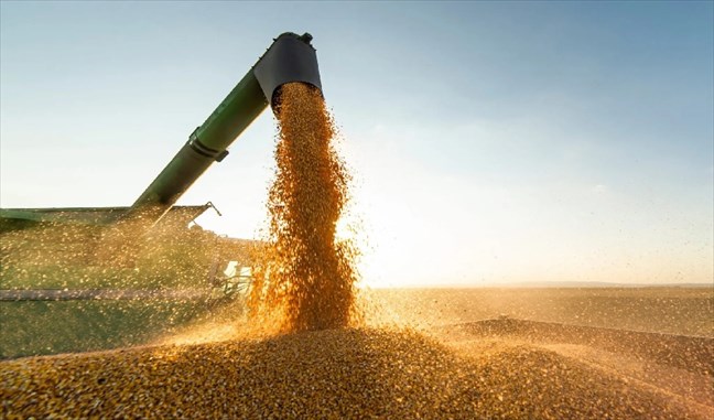 المهدية: صابة الحبوب تبلغ 115 ألف قنطار.