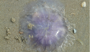  Les méduses arrivent plus tôt que prévu sur nos plages !
