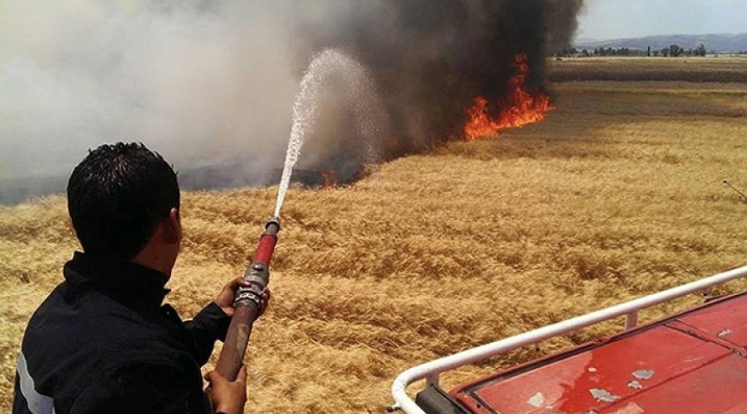 Un incendie ravage plus de 35 ha de cultures céréalières à Béja-sud