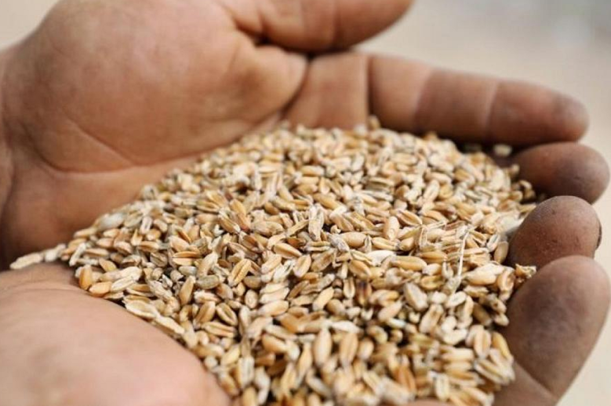 رئيس النقابة التونسية للفلاحين: الامطار غيرت لون حبة القمح وندعو لتجنيبنا التصنيف 