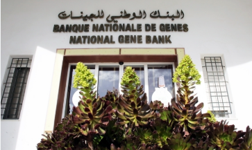 La Banque nationale des gènes restaure 5.000 variétés de céréales anciennes pour sauvegarder la biodiversité