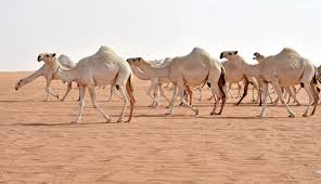  توظيف الذكاء الاصطناعي وانترنات الاشياء لفهم سلوك الابل : نتائج بحوث نشرت واخرى لم يحن بعد موعد كشفها