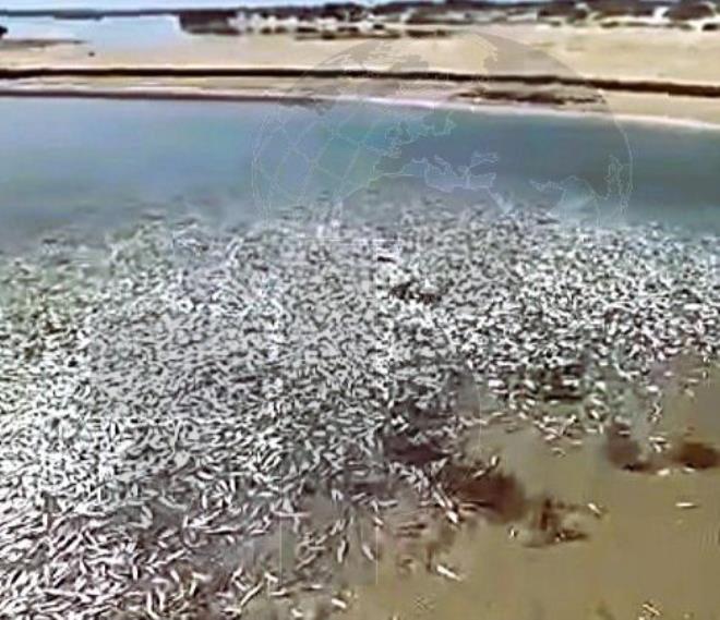 نابل: نفوق الأسماك بشاطئ سليمان راجع إلى ظاهرة الطحالب المزدهرة ونقص الاكسيجين في مياه البحر