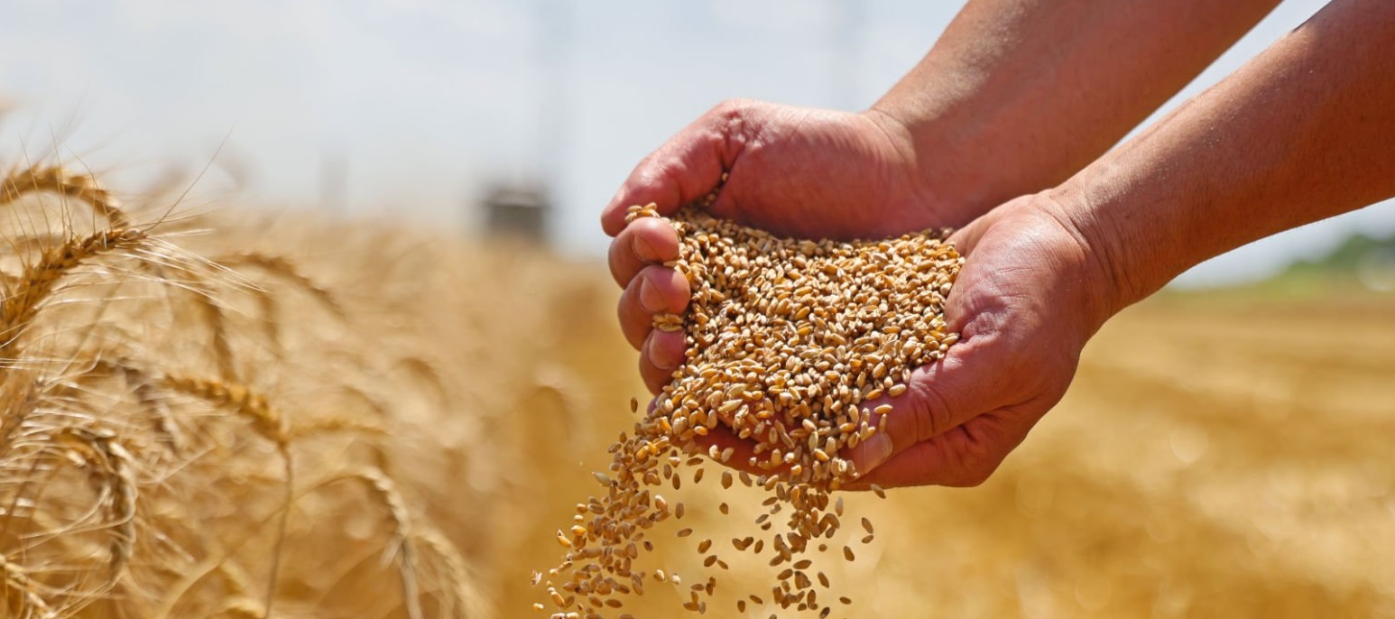 Agriculture : une collecte record de céréales. Plus de 6,1 millions de quintaux déjà récoltés à l’échelle nationale. La région de Béja domine la campagne