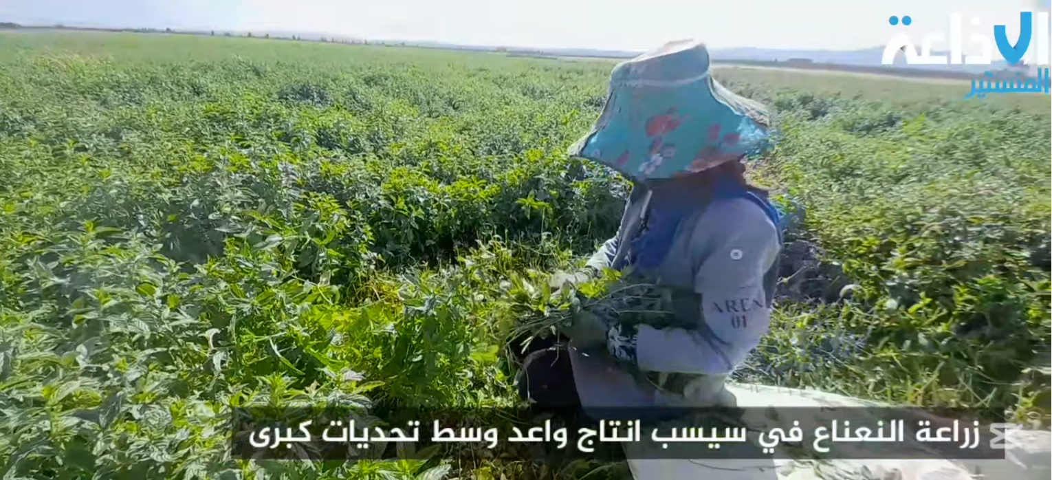القيروان: حقول النعناع الشاسعة تفوح في منطقة سيسب.