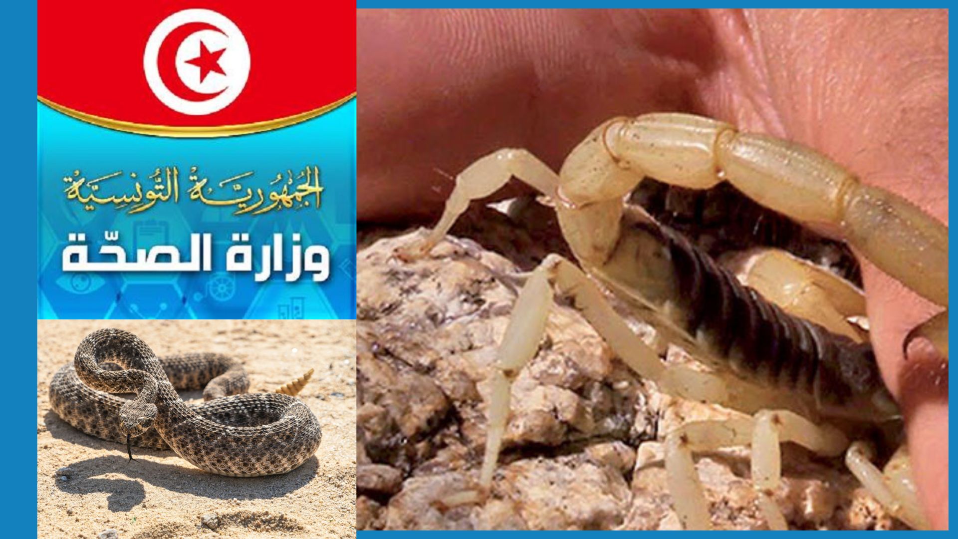 Campagne de sensibilisation contre scorpions et serpents : des gestes simples pour sauver des vies, selon Kaouther Hrabech