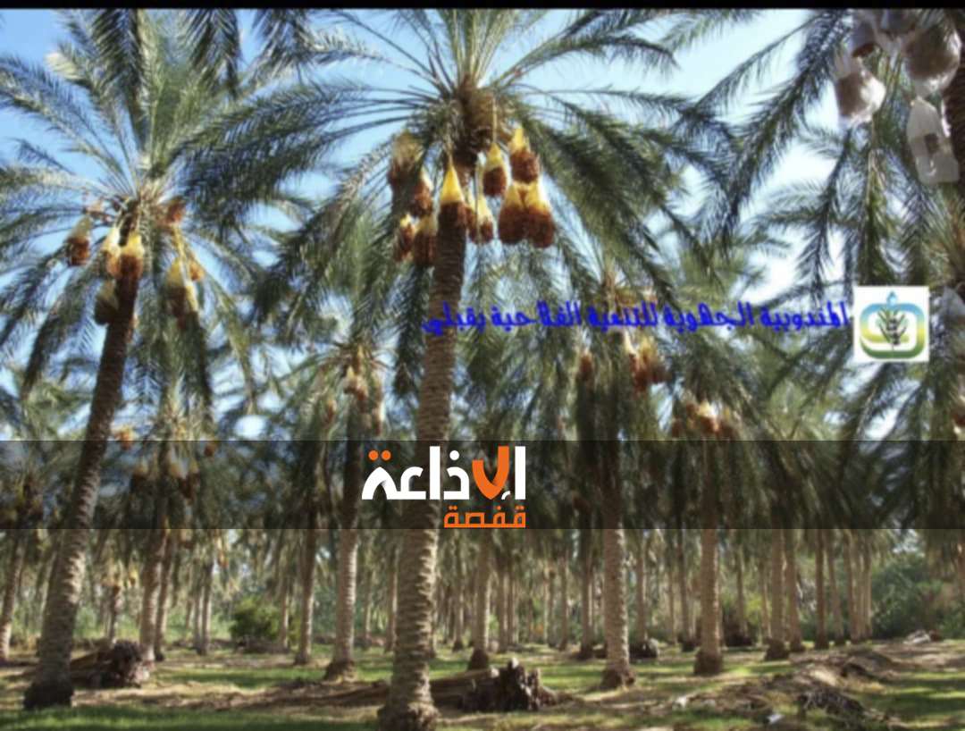 المندوبية الجهوية للتنمية الفلاحية بقبلي تشرع قريبا في انجاز عدد من الابار التعويضية لتهيئة الواحات
